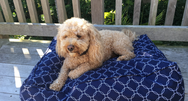 Why You Need a Waterproof Dog Bed Cover: A Must-Have for Every Pet Owner